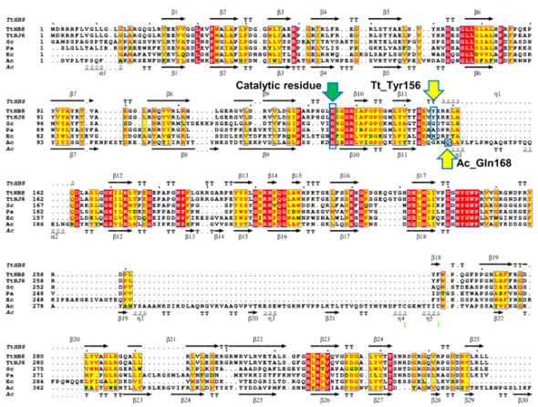 Alignment of the deduced amino acid sequence of Tt_ASD with its homologues.