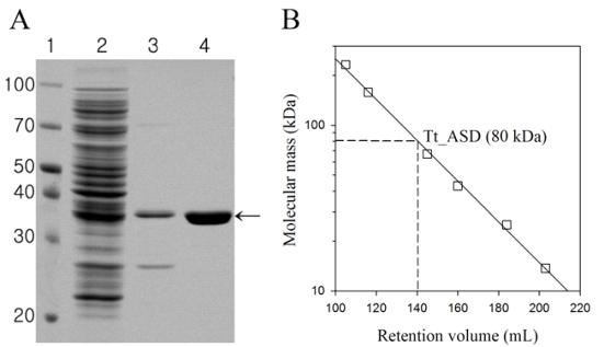 SDS-PAGE and gel filtration analysis of recombinant Tt_ASD.