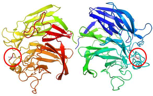 3-D structure model the Aldose Sugar Dehydrogenase from Thermus thermophilus HJ6.
