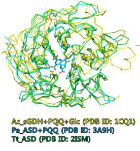 Structural comparison of three sugar dehydrogenases (Tt_ASD, Pa_ASD and Ac_sGDH).