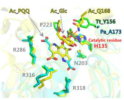 Close-up view showing the catalytic and ligand binding site. Residues involved in PQQ and glucose binding are shown as stick models using the same color code as shown in panel