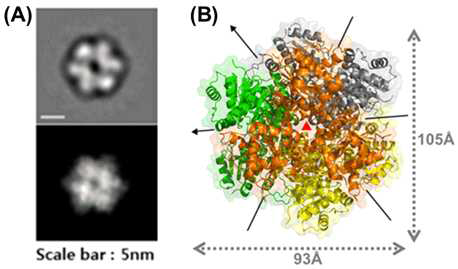 CpsUbiX 단백질의 구조 (A) CpsUbiX 단백질의 전자 현미경 사진 모습 (B) CpsUbiX 의 X-선 결정 구조 모습.