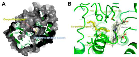(A) Dodencane-like 기질이 CYP153D17의 기질 결합 주머니에 있는 모습 (B) CYP153D17의 잔기들과 dodecane-like 기질과 결합하고 있는 상세한 모습