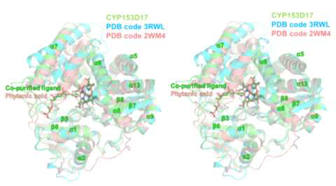 CYP153D17 효소 구조와 알려진 유사 단백질들인 P450pyr (PDB code, 3RWL; blue) 와 phytanic acid-bound CYP124 (PDB code, 2WM4; salmon) 구조비교