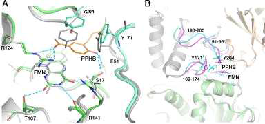 Colwellia psychrerythraea UbiX의 기질 결합모델.