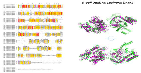 대장균 DnaK와 PAMC27137 균주 유래의 DnaK2와의 상동성 분석 및 DnaK2 의 단백질 구조 모델링