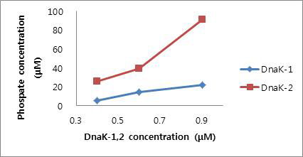 재조합 LacDnaK-1과 LacDnaK-2의 ATPase 활성 검정