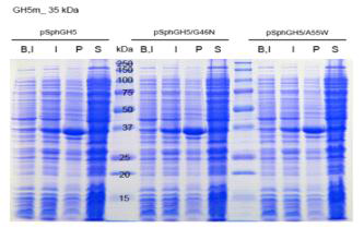 대장균에서 발현 생산된 저온성 cellulase의 야생형 및 돌연변이형 단백질의 SDS-PAGE 분석