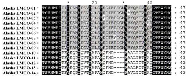 Multiple sequence alignment of bacterial LMCO genes.