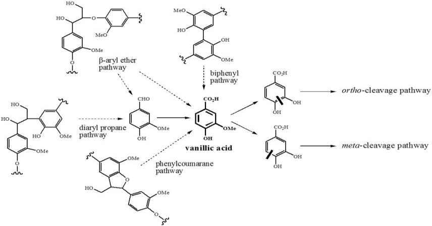Catabolic pathways for degradation of lignin-derived small molecular compounds.