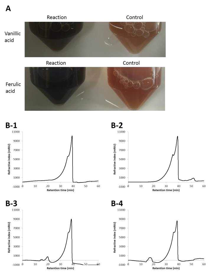 Humification of mono-aromatic compounds by fungal laccase.