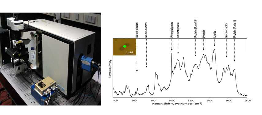 공동연구 소유의 raman microspectroscopy (좌)와 세포내 미생물 특성을 포함한 raman spectrum 예시(우).