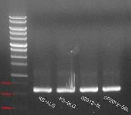 5% chelex를 이용한 28S rRNAgene 지역 PCR gel 결과