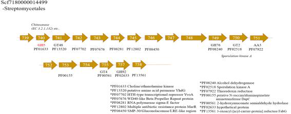 M1, M3, M4에 해당하는 GH5 (Chitosanase, beta-mannosidase, cellulase) 이 발견된 Streptomycetales의 contig 내 gene 분포도
