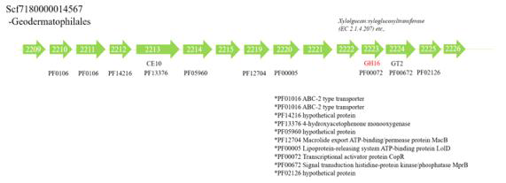 M3에 해당하는 GH16이 발견된 Geodermatophilales contig 내 gene 분포도