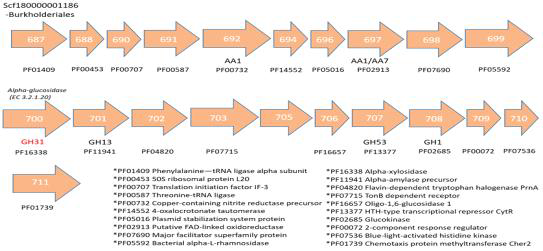 M4 (degradation of glycan compounds)에 해당하는 GH31이 발견된 Burkholderiales의 contig내 gene 분포도