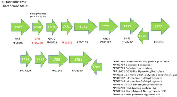 M1 (lignocellulose degradation)에 해당하는 GH9와 PF13472가 발견된 Xanthomonadales contig내 gene 분포도