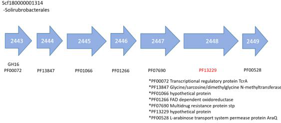 M3 (pectin degradation)에 해당하는 PF13229가 발견된 Solirubrobacterales contig내 gene 분포도