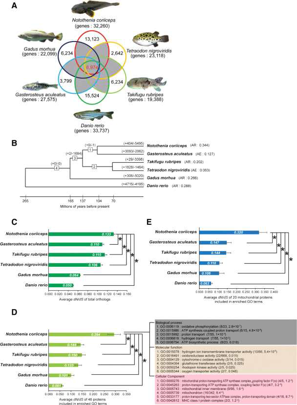 Genome-wide analysis of protein-coding genes in N. coriiceps.