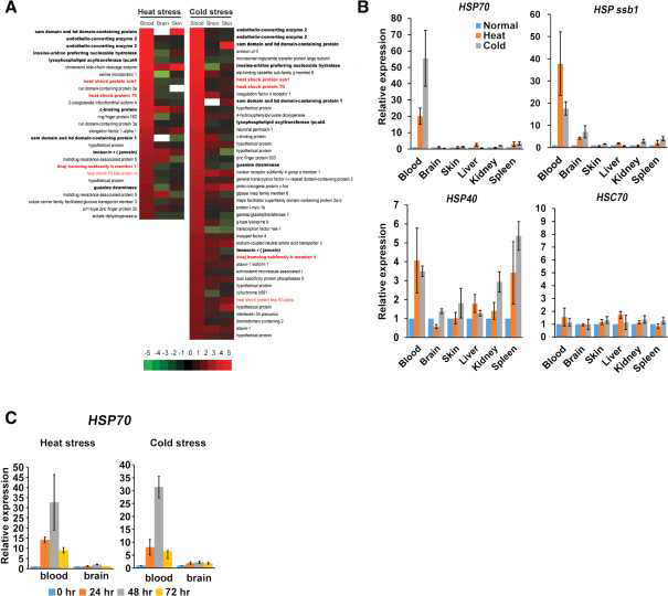 RNA-Seq analysis of N. coriiceps blood, brain, and skin tissues under cold and heat stress.