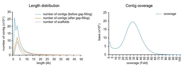 Contig characteristics. A, The contig length distribution shows that small size contig were incorporated into other contig. B, Contig coverage.