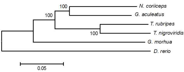 Cladogram representing phylogenetic relationship between selected 5,039 orthologous genes of six fishes