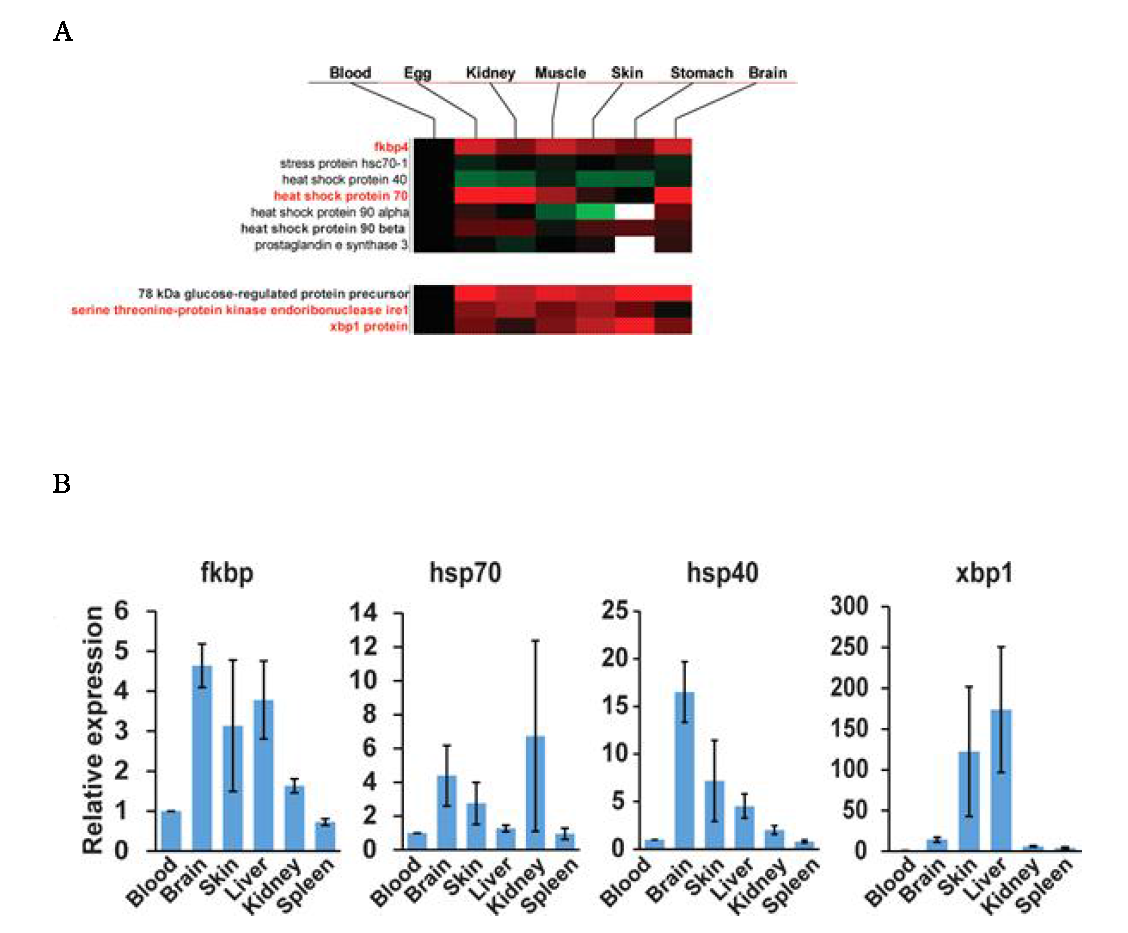 Tissue-specific expression of genes related to the HSR.