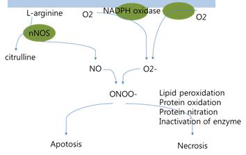 Toxicity of nitric oxide and superoxide.