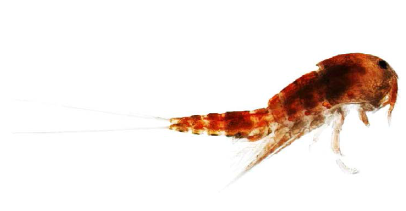 Image of an adult Tigriopus kingsejongensis specimen.