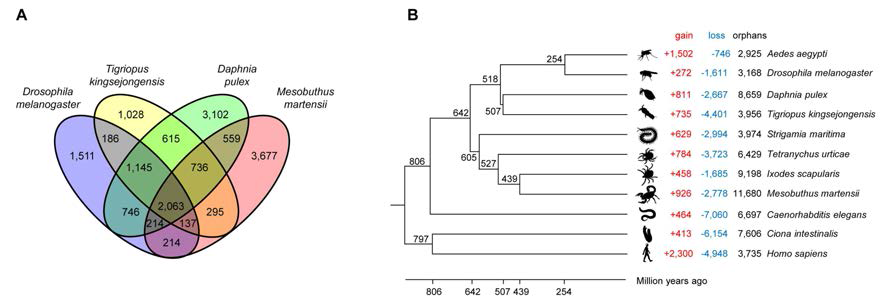 Comparative genome analyses of the T. kingsejongensis genome.