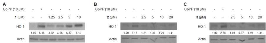 Effects of three compounds (1-3) on expression of HO-1 protein in BV2 cells (A-C).