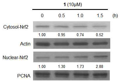 Effects of compound 1 on nuclear translocation of Nrf2 in BV2 cells.