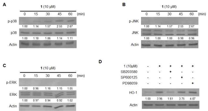 Effects of compound 1-induced MAPK activation on HO-1 expression in BV2 cells.