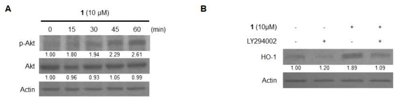 Effects of compound 1 on HO-1 expression through the PI3K/AKT cascade in BV2 cells