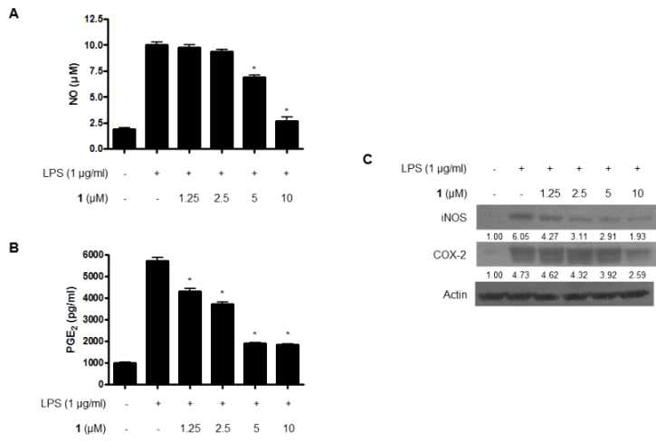 Effects of compound 1 on LPS-induced nitrite (A) and PGE2 (B) production and expression of iNOS and COX-2 protein (C) in BV2 cells