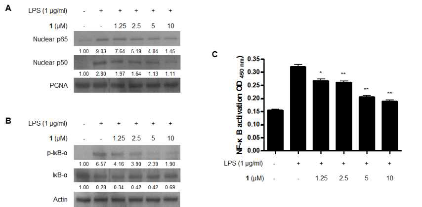 Effects of compound 1 on the LPS-induced activation of NF-κB, and binding activity to DNA of NF-κB protein in BV2 cells