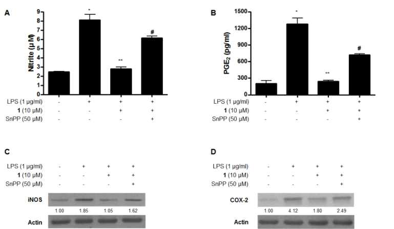 Effects of tin protoporphyrin (SnPP) on inhibition of nitrite (A), PGE2 (B), iNOS (C), and COX-2 (D) by compound 1 pre-treatment of LPS-stimulated BV2 cells.