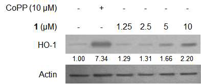 Effects of compound 1 on expression of HO-1 protein in primary microglia cells.