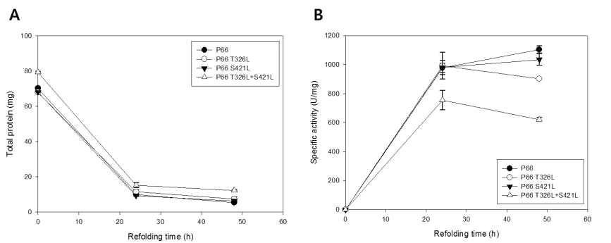 Refolding of P66-wild type or –mutants (T326L, S421L, and T326L+S421L).