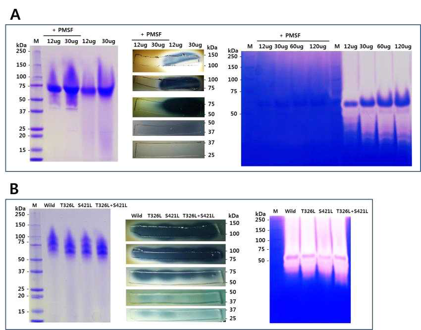 SDS-PAGE and zymography analyses of P66 and its mutants.