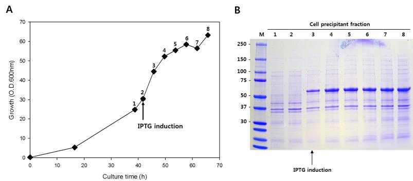 Production of P66 I.B. in fermentation. (A) Recombinant E. coli was grown in initial media supplied feed media