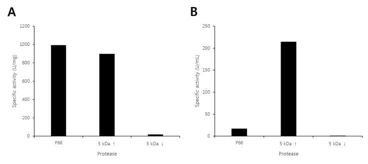 Determination of proteolytic activity after concentration.