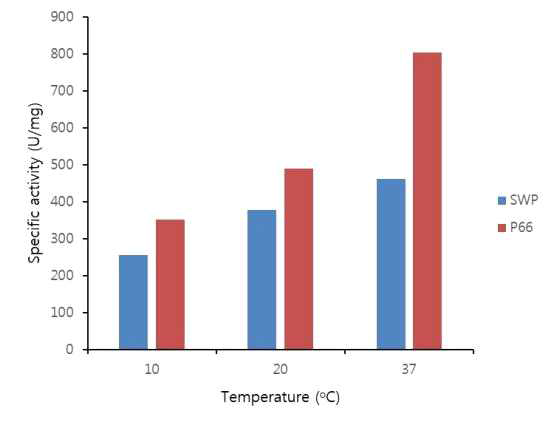 Effects of temperature on SWP or P66 activity.