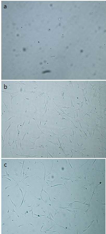 The proliferation efficiency of cryopreserved human stem cells.