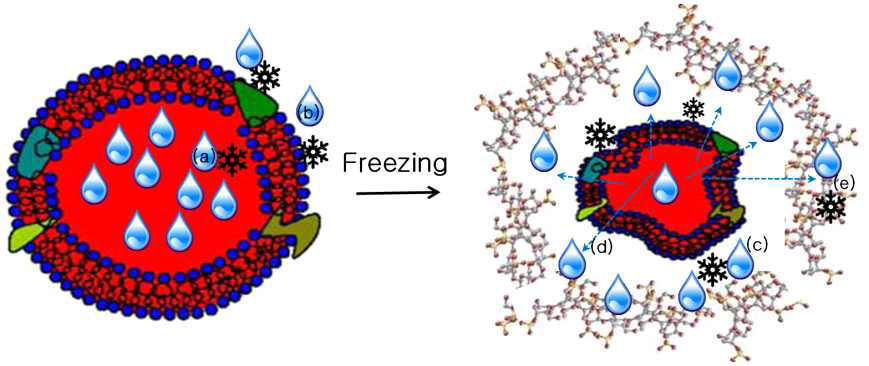 Cryo-protection mechanism of p-CY01.