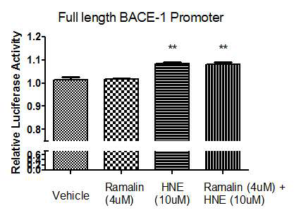 Ramalin does not affect BACE1 full length promoter