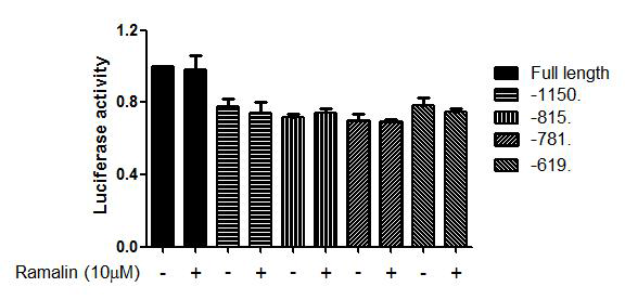 Ramalin does not affect BACE1 promoter variants