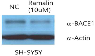 Ramalin decreases BACE1 protein expression in neuronal cell