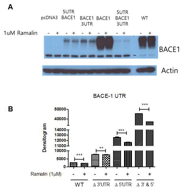 Effect of BACE-1 expression with Ramalin according to BACE-1 UTR