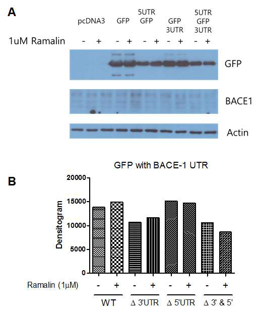 Effect of GFP expression by Ramalin on BACE-1 UTR